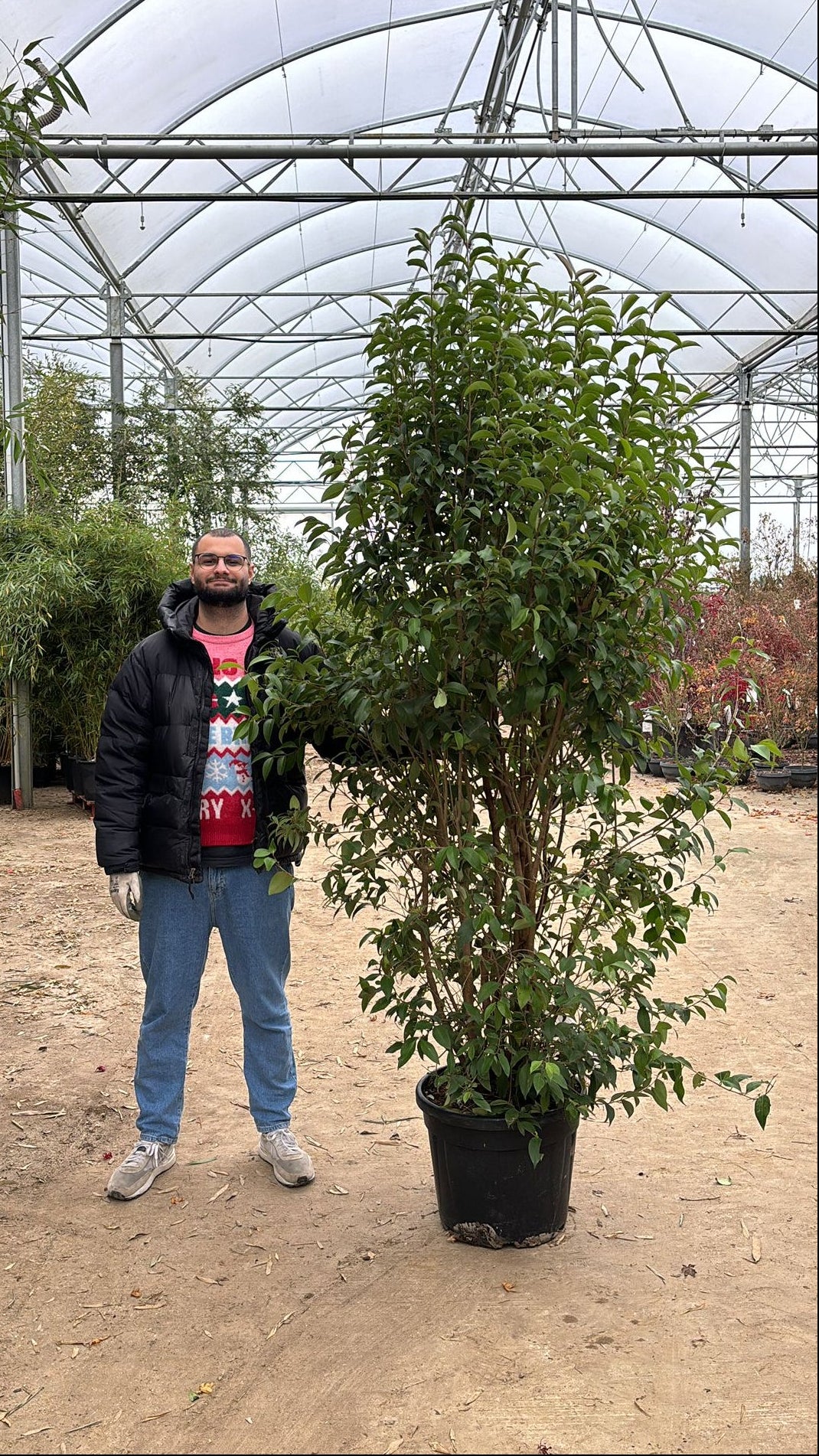 Troène du Japon en touffe (Ligustrum Japonicum) - Image 11