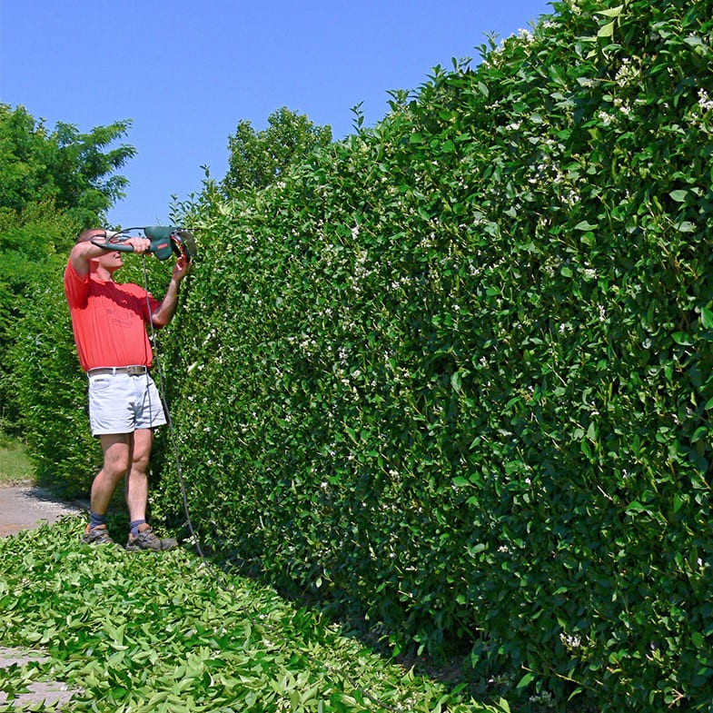 Troène du Japon en touffe (Ligustrum Japonicum) - Image 3