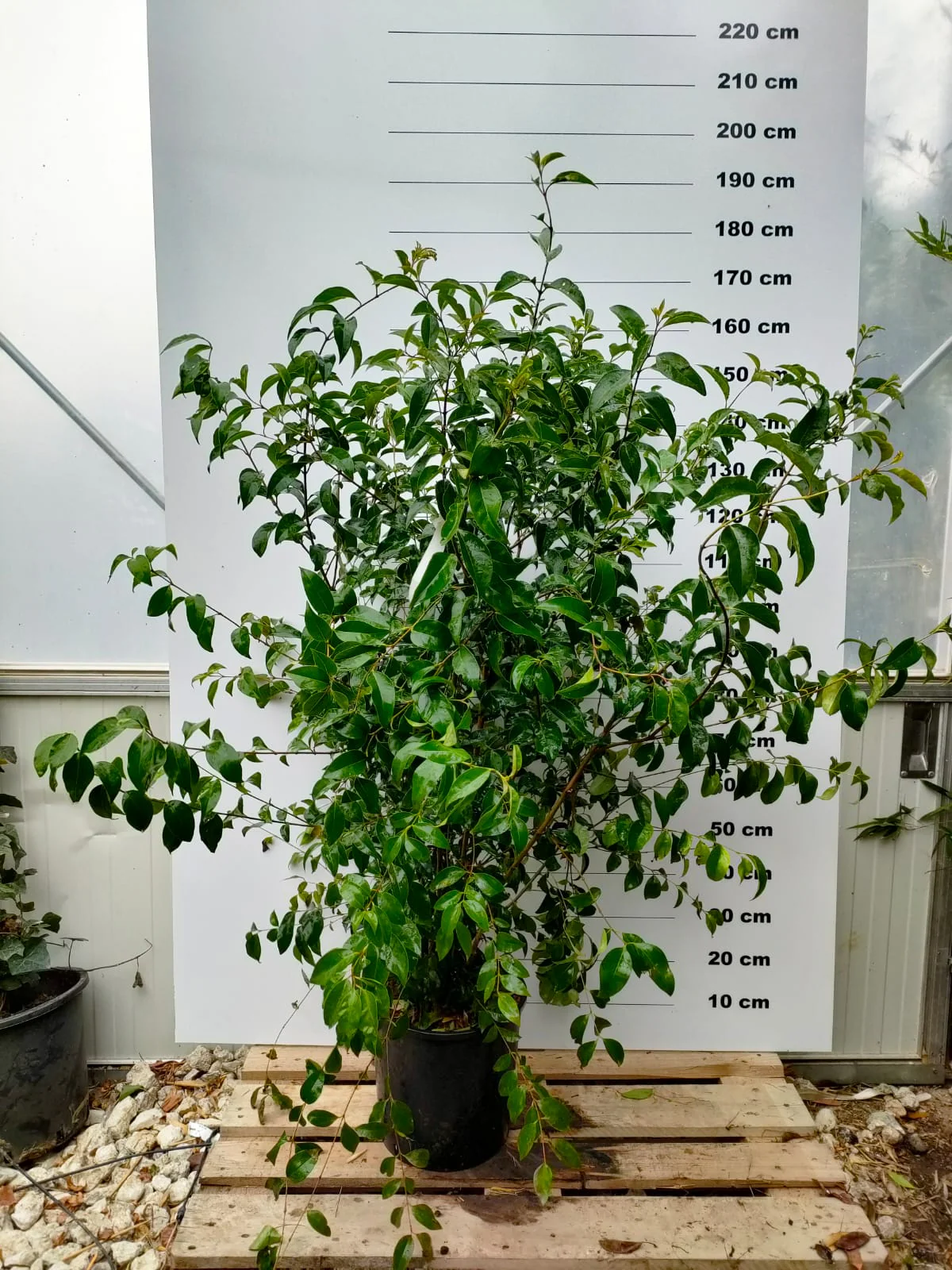 Troène du Japon en touffe (Ligustrum Japonicum) - Image 4