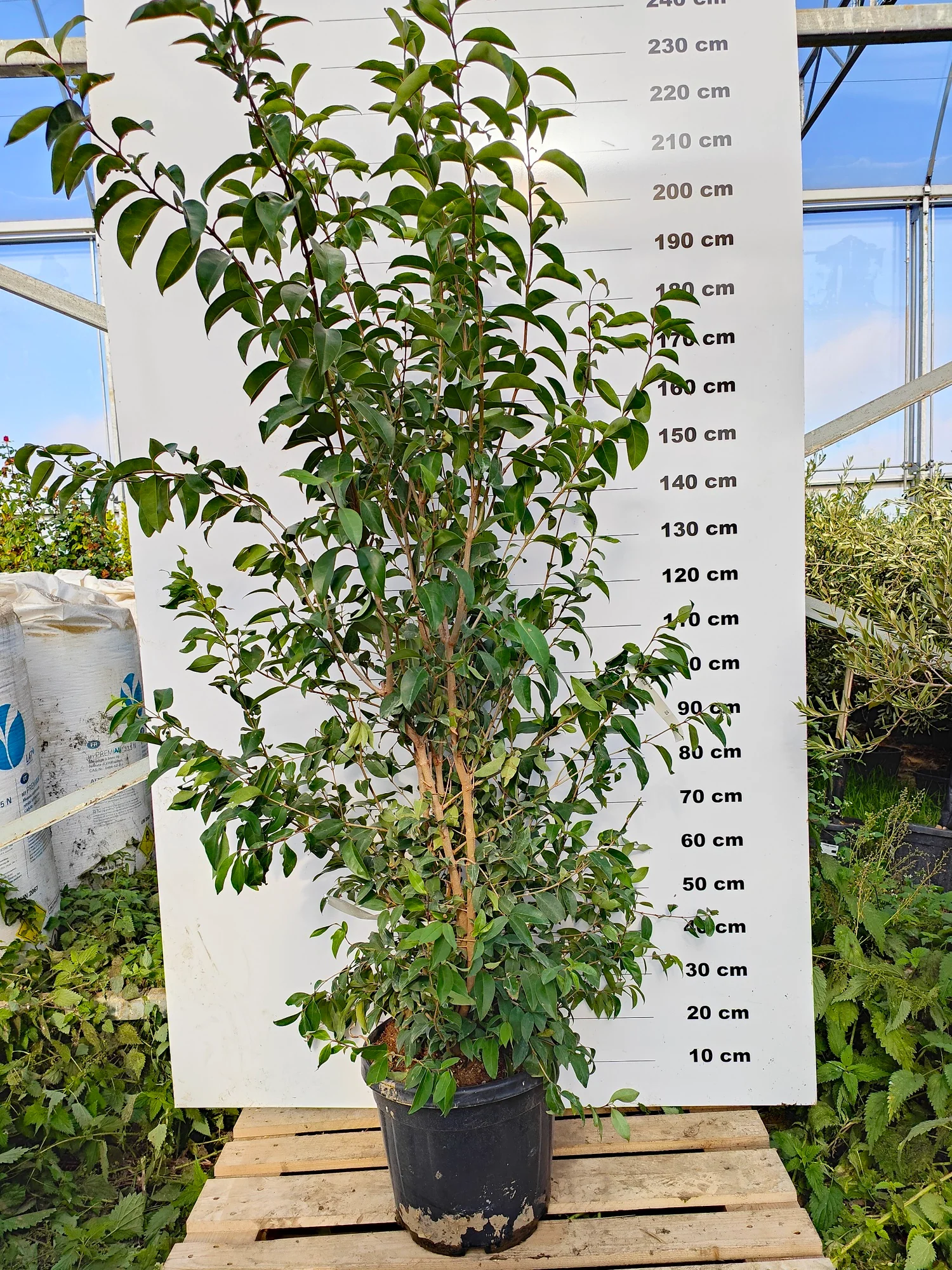 Troène du Japon en touffe (Ligustrum Japonicum) - Image 5