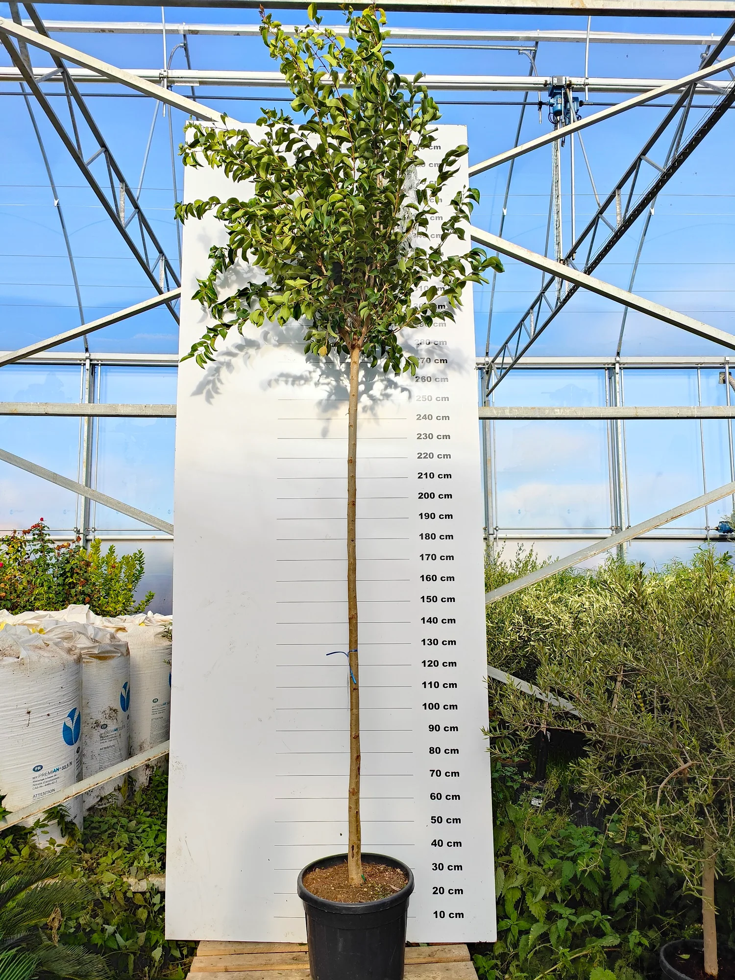 Troène du Japon en touffe (Ligustrum Japonicum) - Image 6