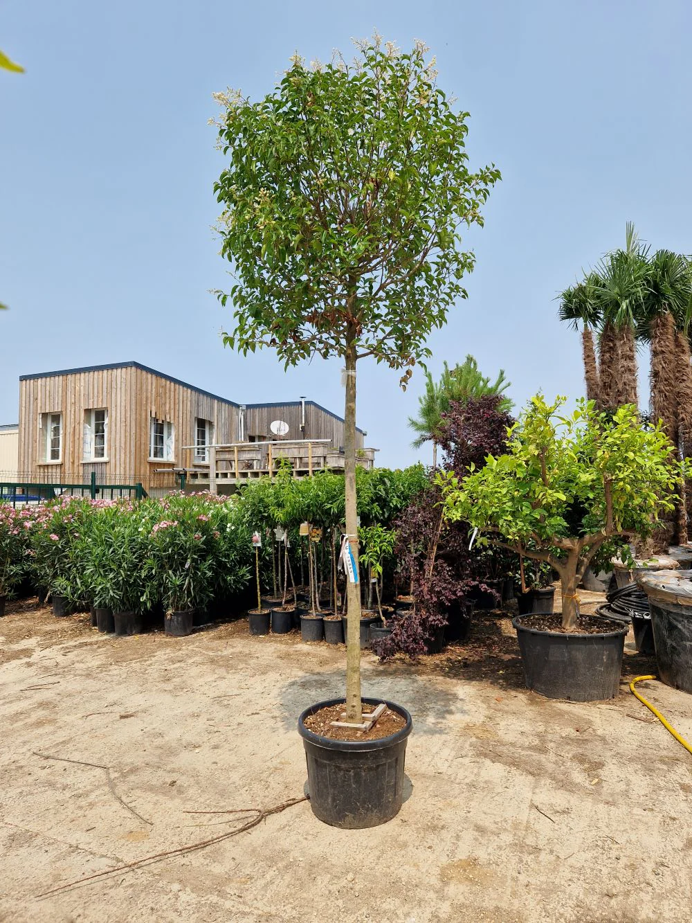 Troène du Japon en touffe (Ligustrum Japonicum) - Image 8