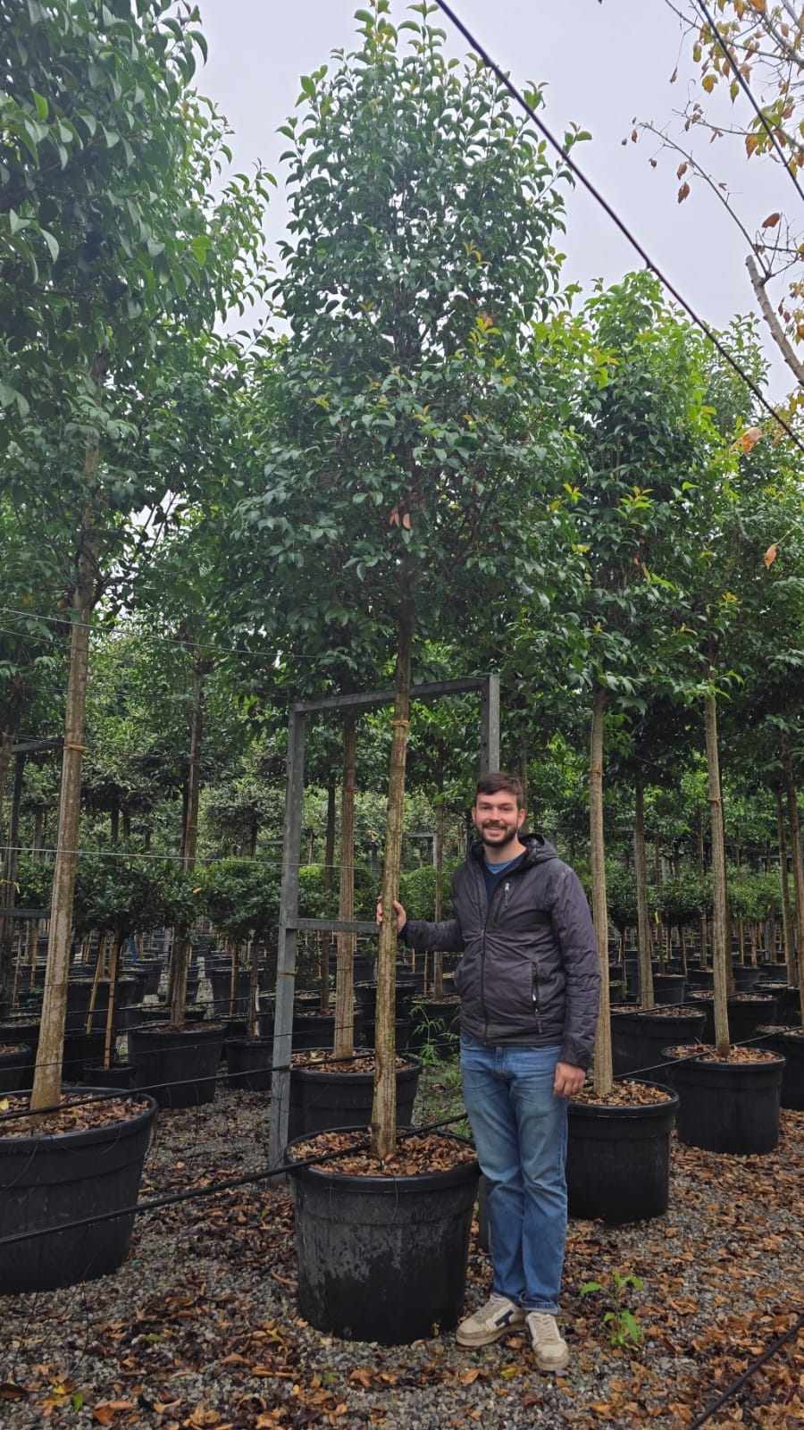 Troène du Japon en touffe (Ligustrum Japonicum) - Image 9