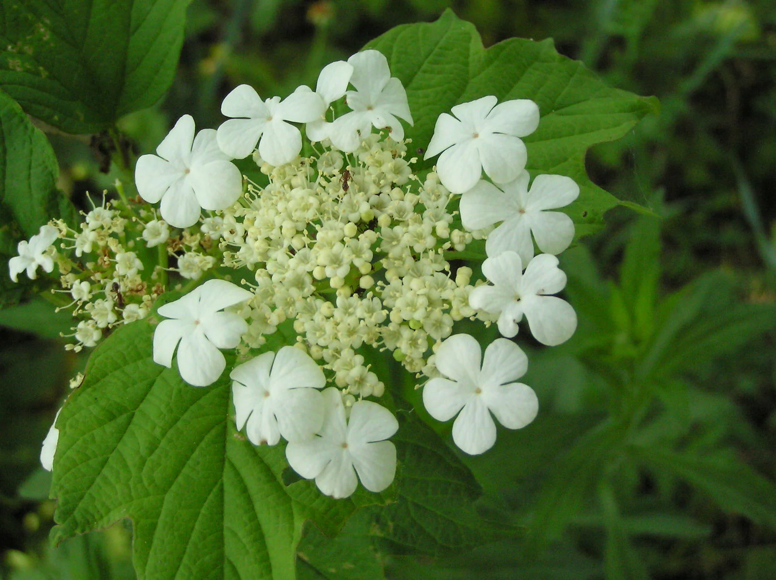 Viorne Obier (Viburnum opulus) - Image 4