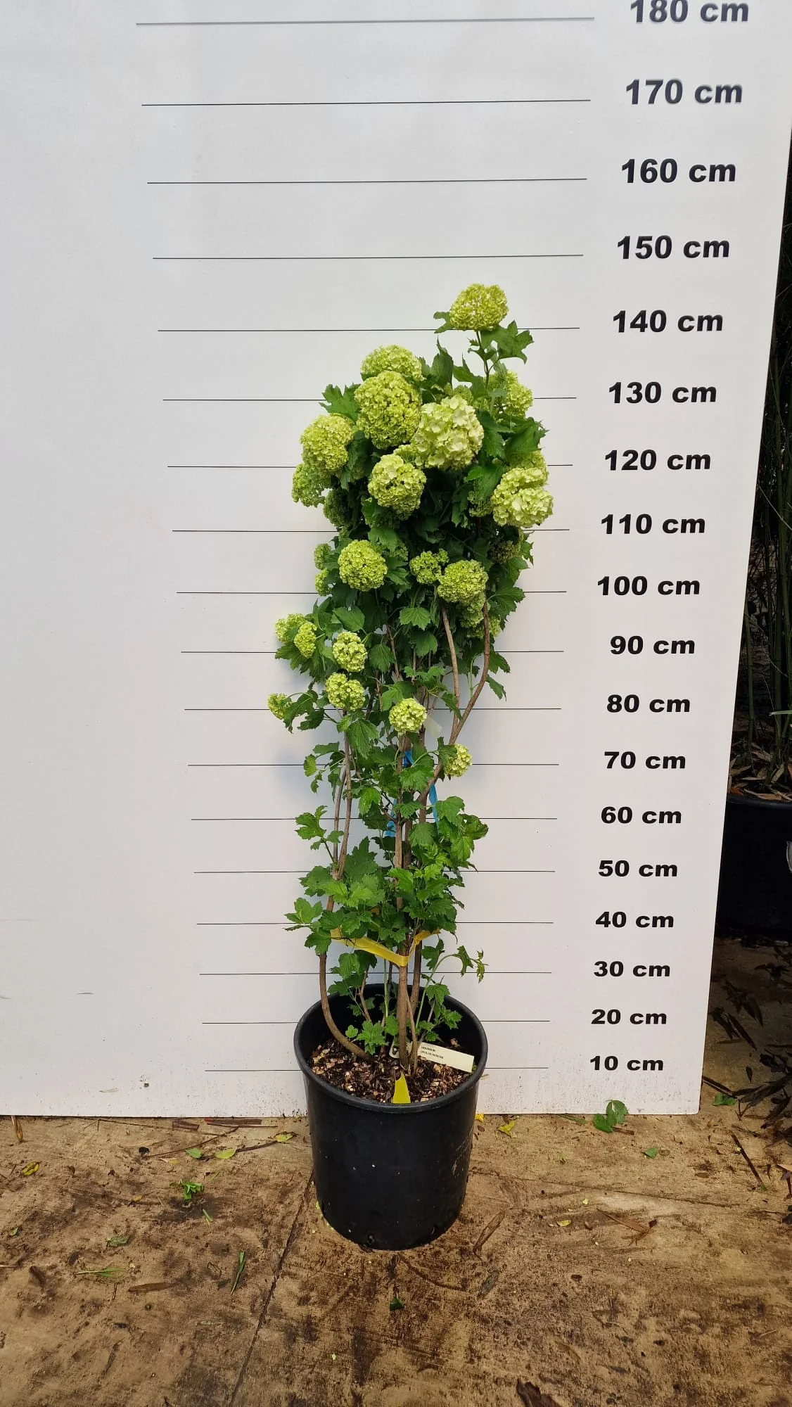 Viorne Obier (Viburnum opulus) - Image 5